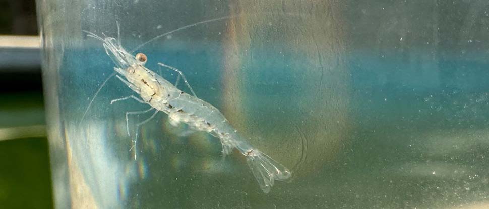 Viceministro de Agricultura confirma que en el país ya están produciendo camarones de agua dulce