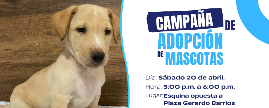 Anuncian nueva jornada de adopción de mascotas en San Salvador