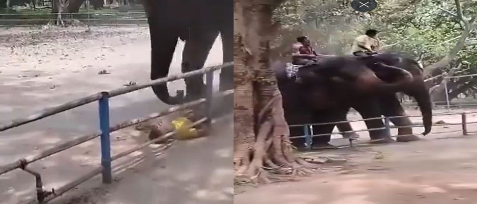 Elefante ataca a joven y le quita la vida en zoológico