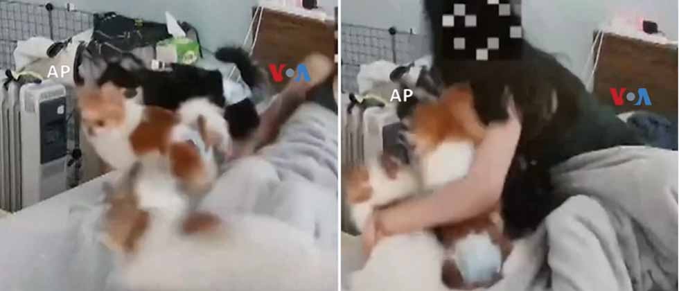 Mujer es alertada por sus perros segundos antes del terromoto en Taiwan