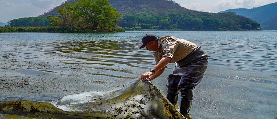 Ministerio del Medio Ambiente realiza remoción de cianobacterias en descomposición en lago de Coatepeque