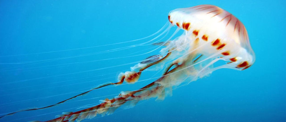 Medio Ambiente alerta de presencia de medusas en las costas y recomiendan no tocarlas