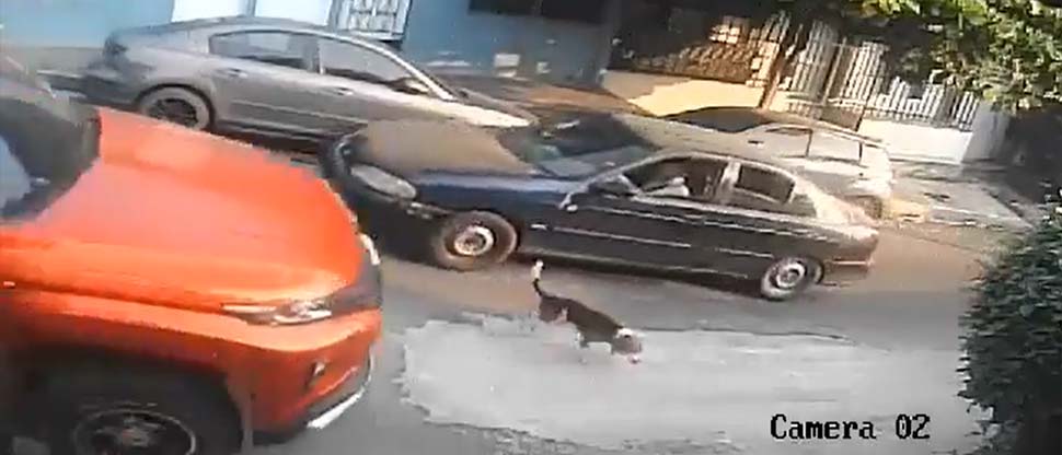 Conductor atropella a perrito y se da a la fuga en Cuscatancingo