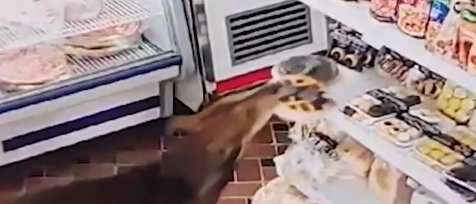 Perrito es captado en cámaras de vídeo vigilancia, al momento de hurtar un pan en un negocio