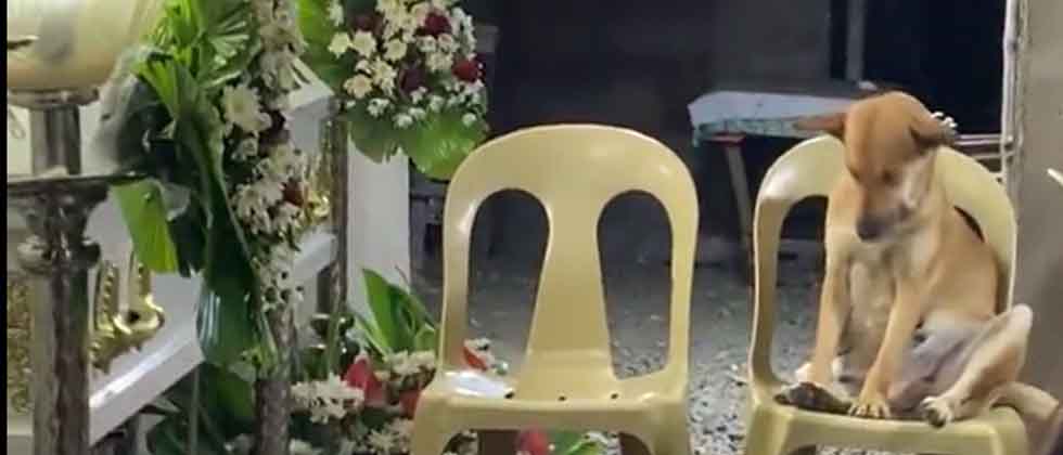 Viralizan a perrito que estuvo en la vela de su dueña hasta el «final»