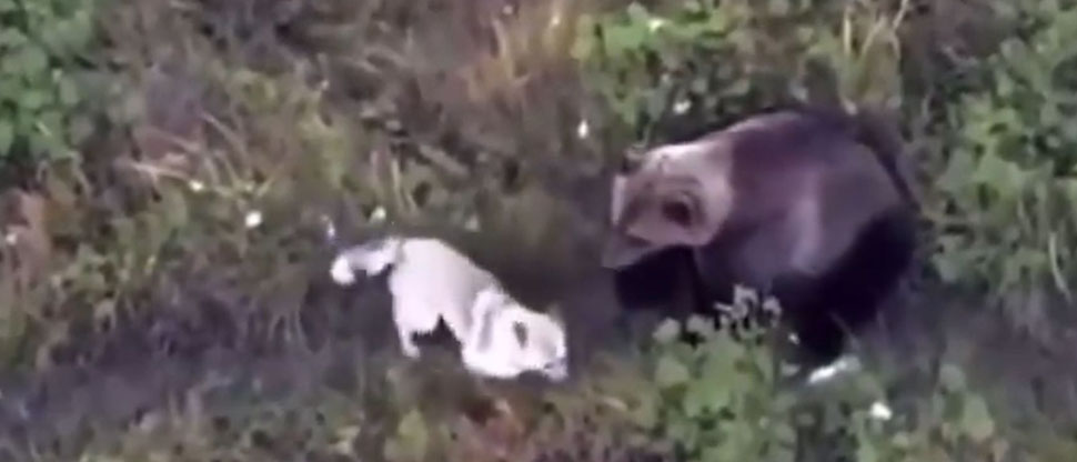 Familia busca de manera desesperada a su perro y lo encuentran con una familia de osos