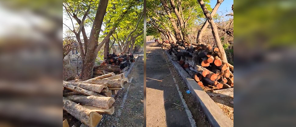Piden investigar tala indiscriminada de árboles en Chalatenango