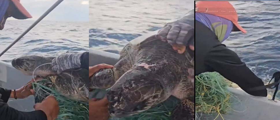Pescadores rescatan 2 tortugas marinas enredadas en una maya artesanal