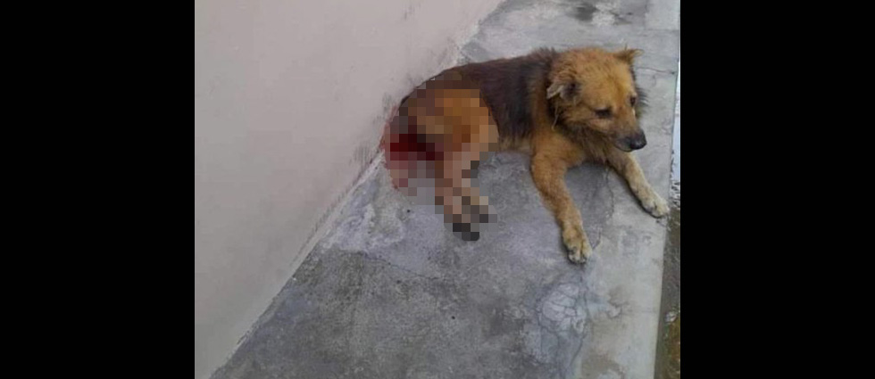 Auxilian a perrito que fue herido por otro can en La Tiendona