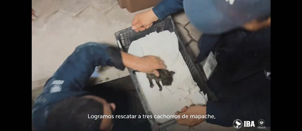 Rescatan a tres mapaches bebé que estaban en un tragante: su mamá no fue localizada