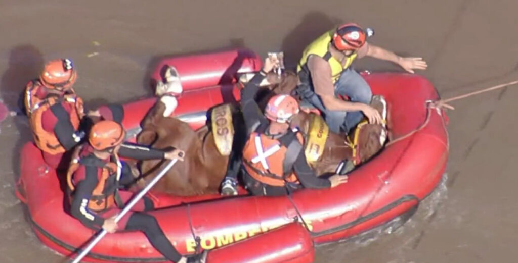 Rescatan a “Caramelo” el caballo atrapado entre las inundaciones de Brasil