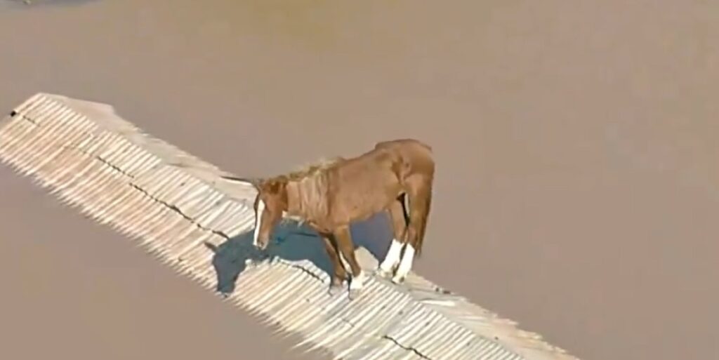 Captan a caballo atrapado en el techo de una casa en Brasil producto de las graves inundaciones