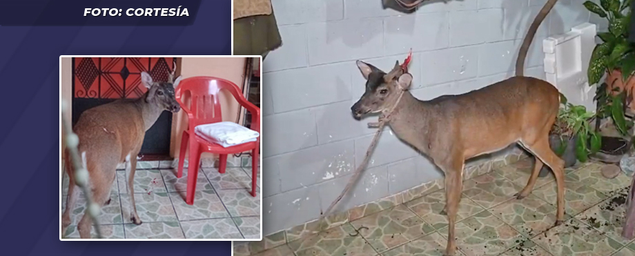 Venado desorientado ingresa en una vivienda de Santa Tecla