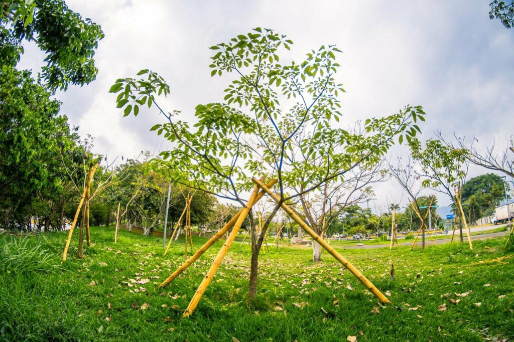 Árboles de Maquilishuat lucen sus nuevos vestidos en la ciudad