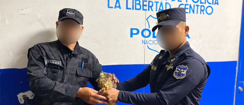 Agentes de la PNC rescatan a gavilán golpeado en San Juan Opico