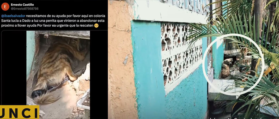 «Manchas y sus cachorros están a salvo»