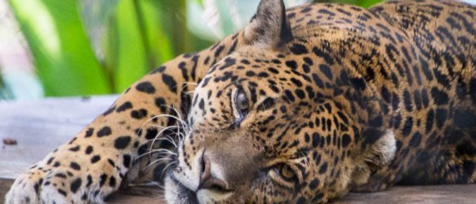 Cierran dos zoológicos públicos en Costa Rica 