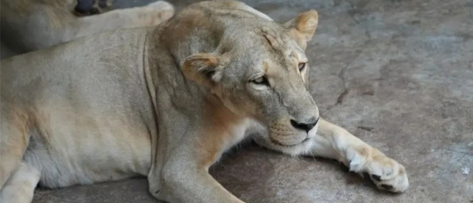 Autoridades hondureñas sacrificarán a 10 leones y tigres del zoológico Joya Grande