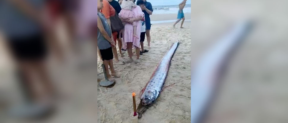 Mal agüero: aparece el cadáver de un pez remo en la costa de Vietnam