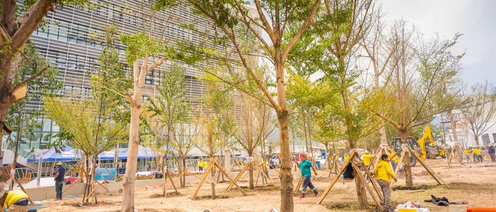 Más de 160 árboles serán plantados en el Centro Histórico
