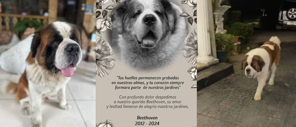 Fallece Beethoven, la mascota de Linda Vista Garden que se ganó el corazón de sus clientes