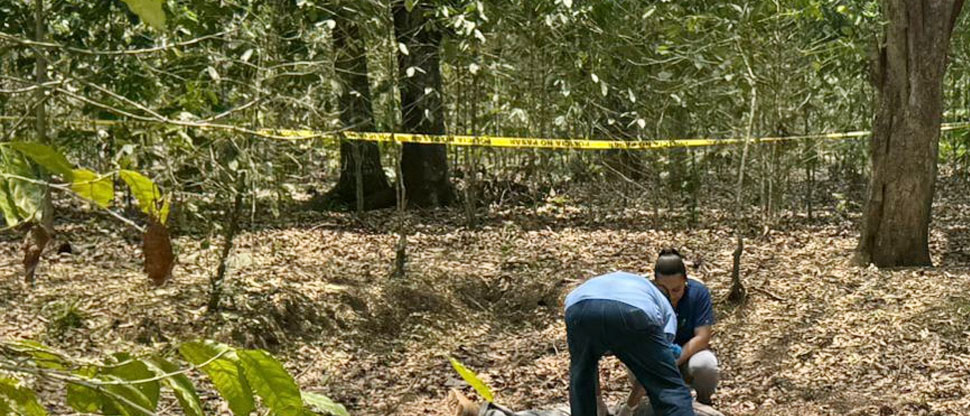 Hombre sube a un árbol a cortar tamarindos y muere al caerse; sucedió en Santa Ana