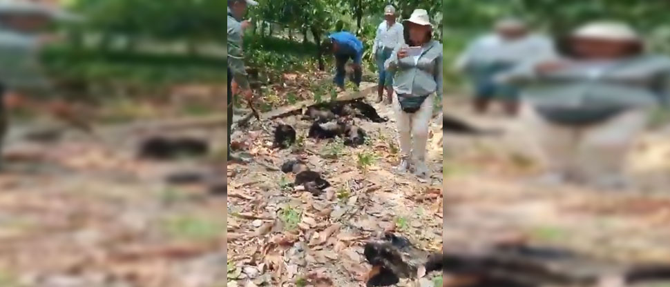 Altas temperaturas provocan la muerte de más de un centenar de monos en México