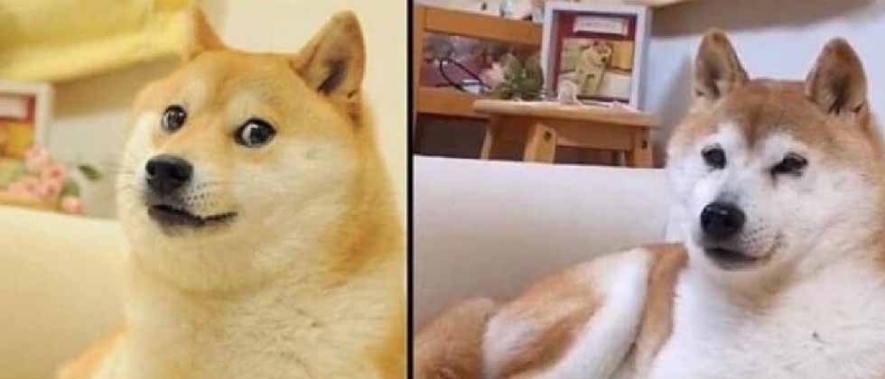Muere a los 18 años Kabosu, la perrita japonesa de los memes virales