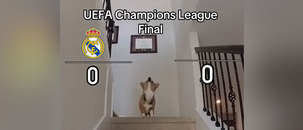 Viral: Perrito pronostica el gane del Real Madrid en la final de la Champions League
