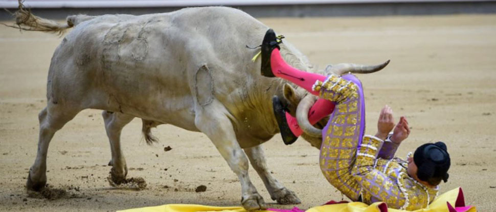 Torero sufre fuerte corneada que lo dejó con dos heridas profundas en su ingle y su estado de salud es delicado