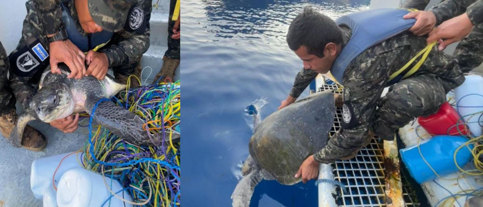 Marina Nacional rescata a dos tortugas marinas atrapadas en redes de pescadores