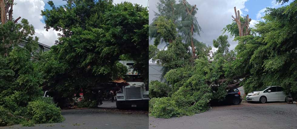 Árbol de gran tamaño cae sobre varios vehículos estacionados en Santa Tecla