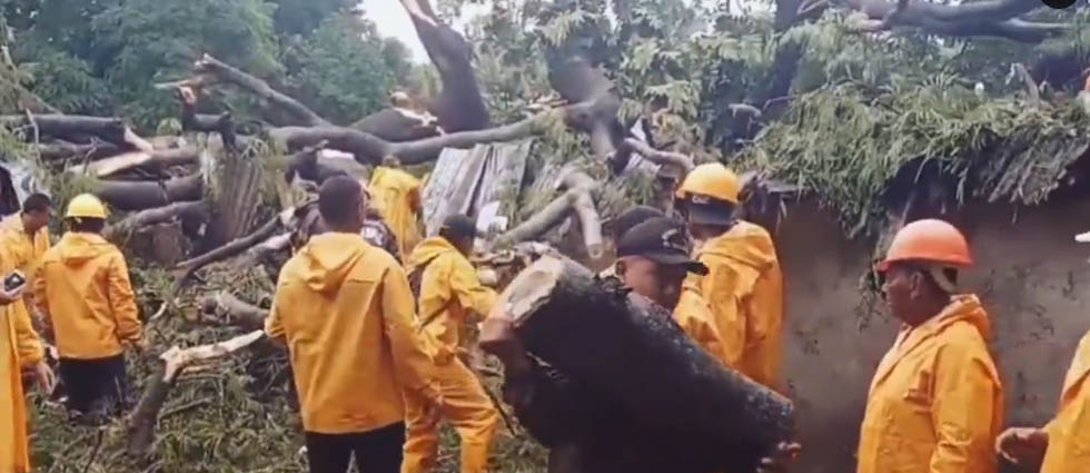 Militares remueven enorme árbol que cayó en humilde vivienda de Usulután