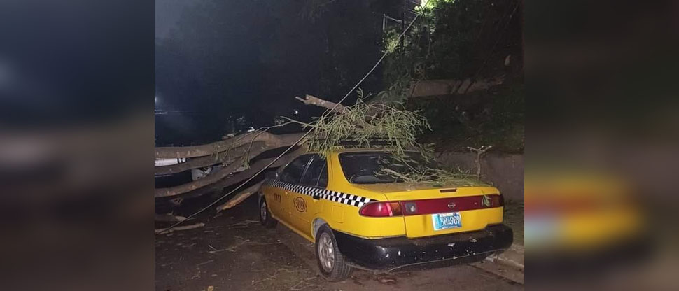Árbol cae sobre taxi en la colonia Guadalupe, distrito de Soyapango