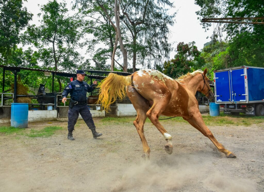 «Charango» el caballo que la Policía prepara para iniciar patrullajes