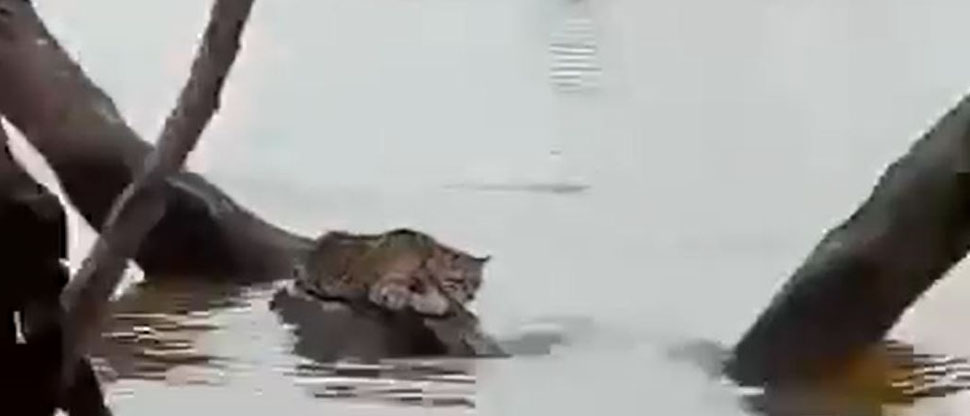 MÉXICO: Pescadores encuentran a un tigrillo aferrándose al troco de un árbol para no ahogarse