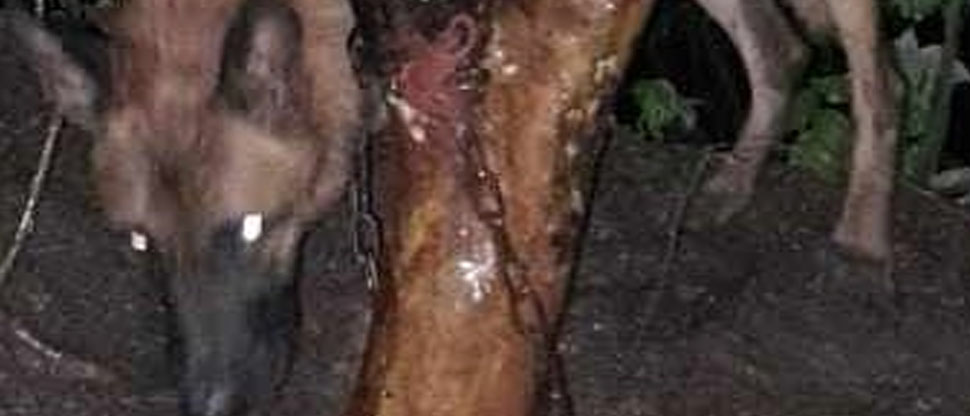 Rescatan a perrito dejado aguantando la tormenta de anoche amarrado en un árbol
