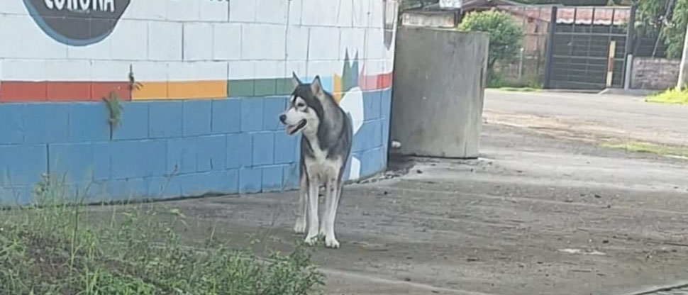 Buscan a dueños de perrito visto deambulando en Santiago Nonualco