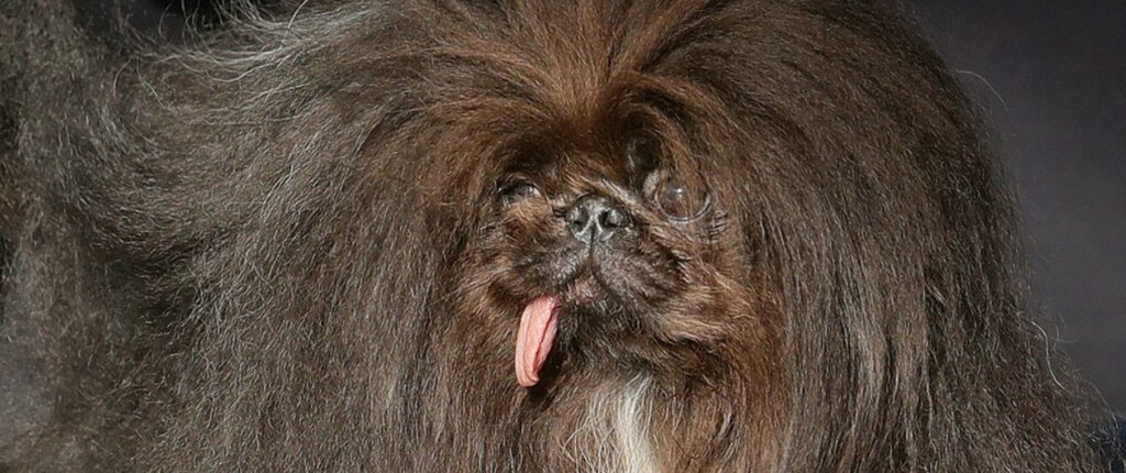 Pequinés se corona como el perro más «feo» del mundo