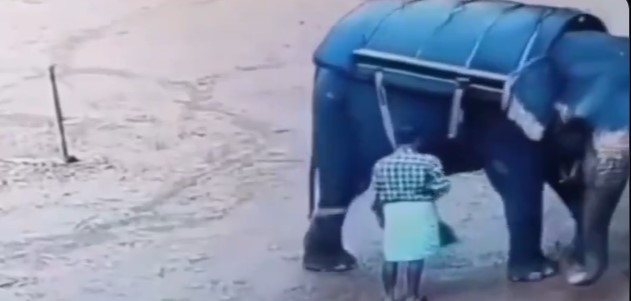 Entrenador muere pisoteado por elefante en Safari de la India
