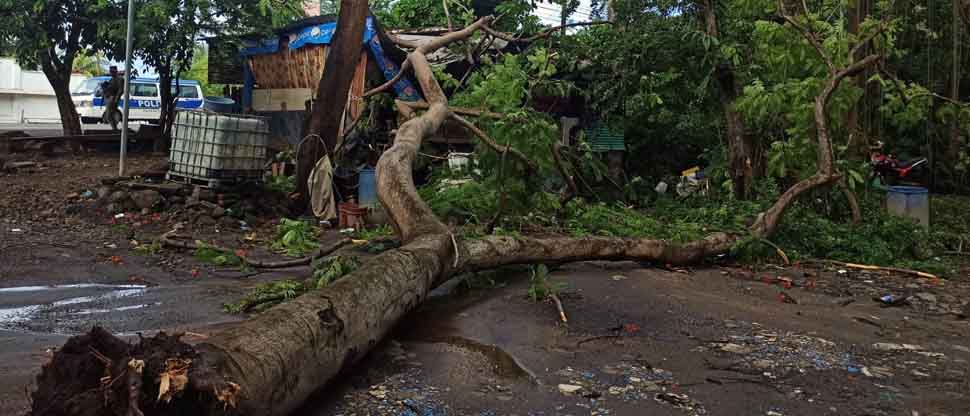 Dueños de una tienda se salvan tras caer un árbol en su negocio