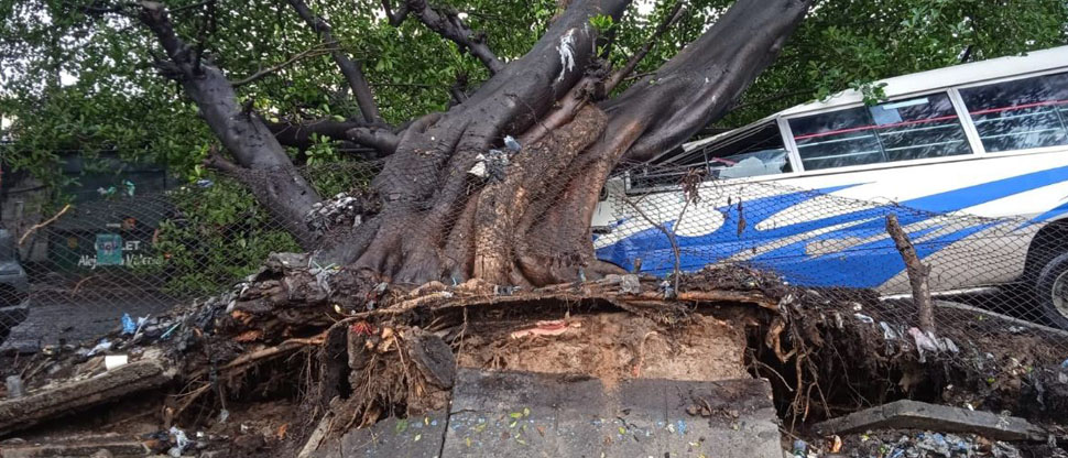 Árbol de grandes proporciones cede ante las lluvias y aplasta microbús
