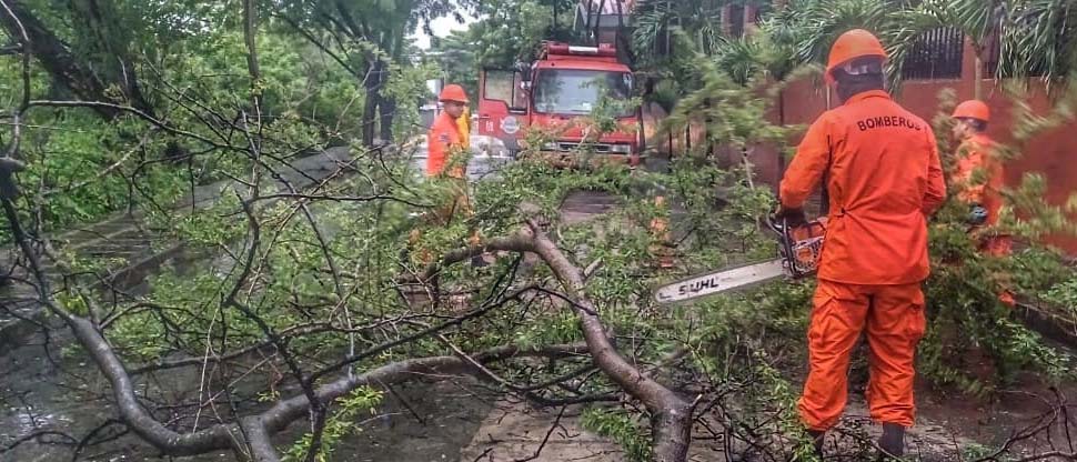 Bomberos retiran árbol caído que bloqueaba acceso a universidad privada en San Miguel