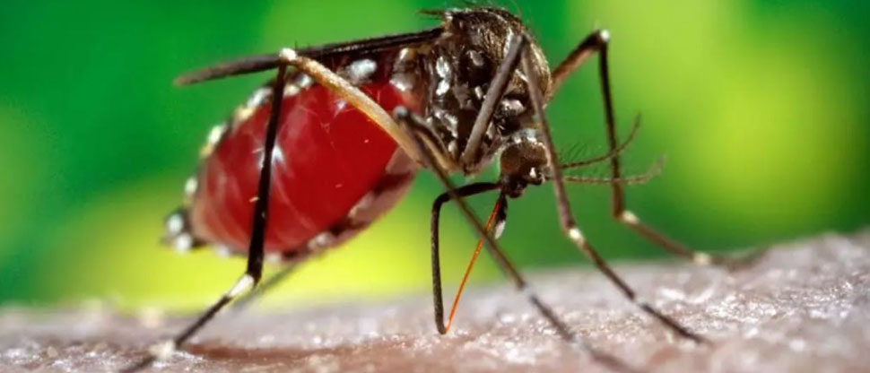 Si estás padeciendo estos síntomas, acuda a un médico ya que podría ser dengue