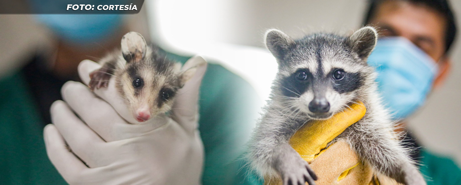 Rescatan a especies no domesticas encontradas en viviendas evacuadas por lluvias
