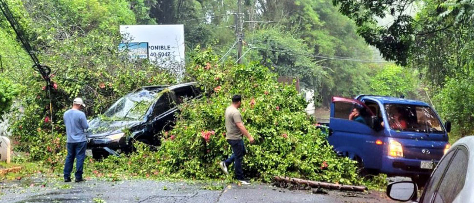 Árbol de gran magnitud cae sobre vehículo en marcha en los Planes de Renderos