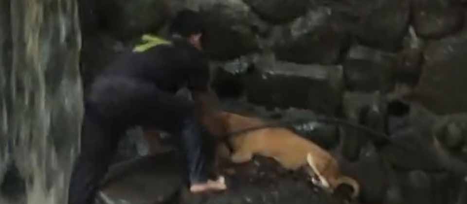Rescatan a perrito que estaba atrapado en una quebrada