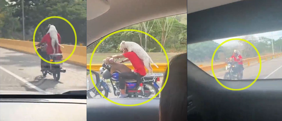 Venezuela: Captan a motociclista manejando con dos perros