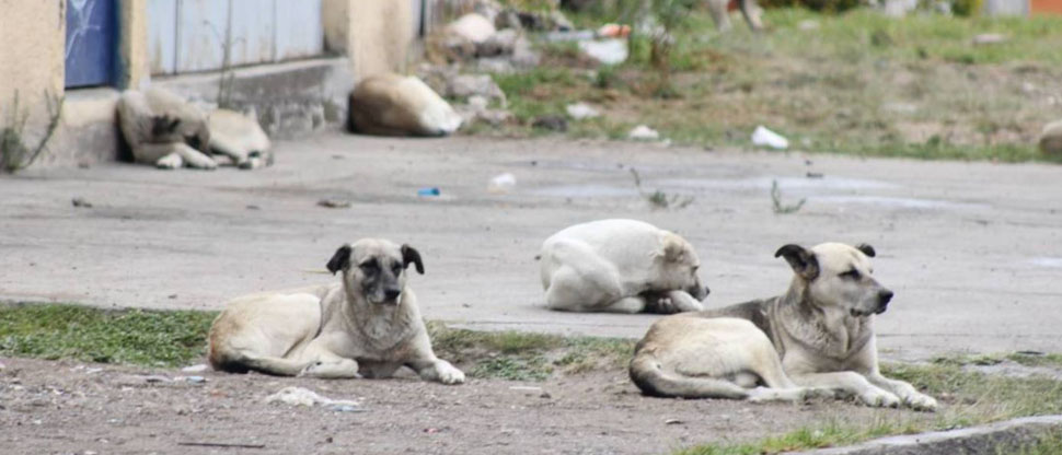 Denuncia ciudadana por envenenamiento de perros en Santo Tomás