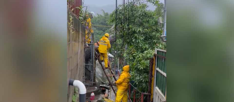 Empleados del MOP retiran árbol caído sobre la 83a. avenida Norte de San Salvador